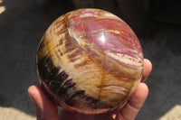 Polished Petrified Wood Sphere  x 1 From Mahajanga, Madagascar