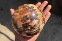 Polished Petrified Wood Sphere  x 1 From Mahajanga, Madagascar