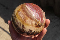 Polished Petrified Wood Sphere  x 1 From Mahajanga, Madagascar