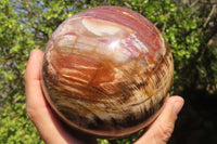 Polished Petrified Wood Sphere  x 1 From Mahajanga, Madagascar