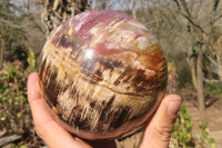 Polished Petrified Wood Sphere  x 1 From Mahajanga, Madagascar