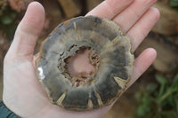 Polished Petrified Wood Slices  x 6 From Gokwe, Zimbabwe