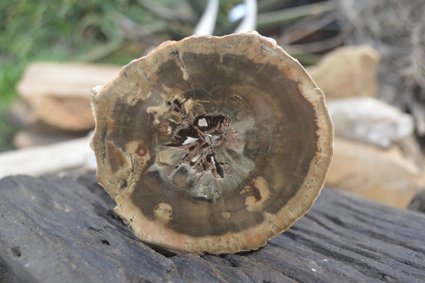 Polished Petrified Wood Slices  x 6 From Gokwe, Zimbabwe