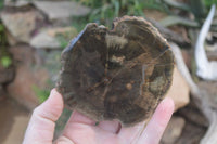 Polished Petrified Wood Slices  x 6 From Gokwe, Zimbabwe