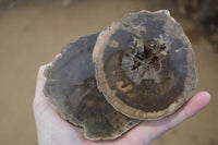 Polished Petrified Wood Slices  x 6 From Gokwe, Zimbabwe