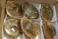 Polished Petrified Wood Slices  x 6 From Gokwe, Zimbabwe