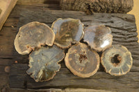 Polished Petrified Wood Slices  x 6 From Gokwe, Zimbabwe