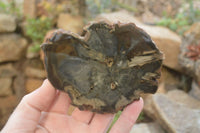 Polished Petrified Wood Slices  x 6 From Gokwe, Zimbabwe