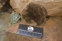 Polished Petrified Wood Slices  x 6 From Gokwe, Zimbabwe