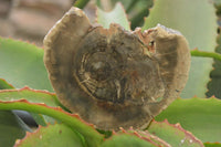 Polished Petrified Wood Slices  x 6 From Gokwe, Zimbabwe