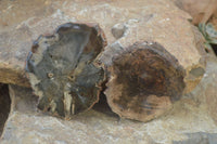 Polished Petrified Wood Slices  x 6 From Gokwe, Zimbabwe