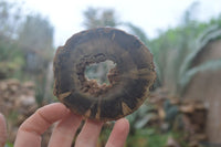 Polished Petrified Wood Slices  x 6 From Gokwe, Zimbabwe