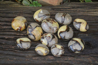 Polished Septaria Galet / Palm Stones x 12 From Madagascar