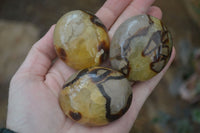 Polished Septaria Galet / Palm Stones x 12 From Madagascar