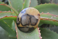 Polished Septaria Galet / Palm Stones x 12 From Madagascar