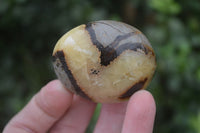 Polished Septaria Galet / Palm Stones x 12 From Madagascar