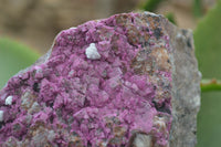 Natural Pink Salrose Cobaltion Dolomite Specimen x 1 From Kakanda, Congo