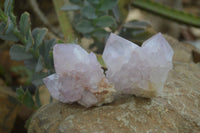 Natural Spirit Amethyst Cactus Quartz Clusters x 6 From Boekenhouthoek, South Africa