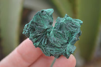 Natural Chatoyant Silky Malachite Specimens  x 20 From Kasompe, Congo