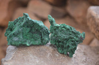 Natural Chatoyant Silky Malachite Specimens  x 20 From Kasompe, Congo