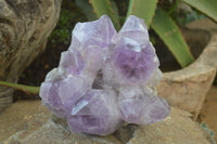 Natural Jacaranda Amethyst Clusters x 2 From Zambia