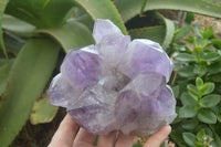 Natural Jacaranda Amethyst Clusters x 2 From Zambia