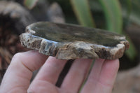 Polished Petrified Wood Slices  x 6 From Gokwe, Zimbabwe