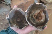 Polished Petrified Wood Slices  x 6 From Gokwe, Zimbabwe