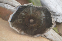 Polished Petrified Wood Slices  x 6 From Gokwe, Zimbabwe