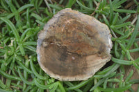 Polished Petrified Wood Slices  x 6 From Gokwe, Zimbabwe