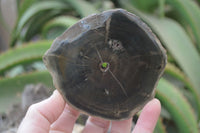 Polished Petrified Wood Slices  x 6 From Gokwe, Zimbabwe