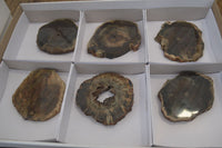 Polished Petrified Wood Slices  x 6 From Gokwe, Zimbabwe