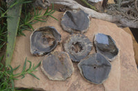 Polished Petrified Wood Slices  x 6 From Gokwe, Zimbabwe