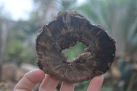 Polished Petrified Wood Slices  x 6 From Gokwe, Zimbabwe