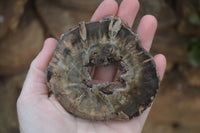 Polished Petrified Wood Slices  x 6 From Gokwe, Zimbabwe