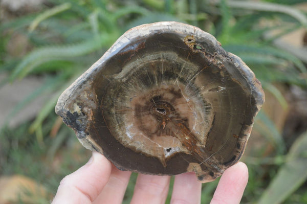 Polished Petrified Wood Slices  x 6 From Gokwe, Zimbabwe