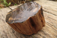 Polished Petrified Wood Branch Pieces  x 3 From Gokwe, Zimbabwe