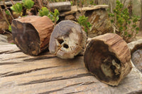 Polished Petrified Wood Branch Pieces  x 3 From Gokwe, Zimbabwe