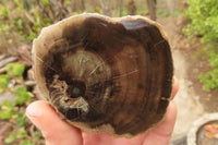 Polished Petrified Wood Branch Pieces  x 3 From Gokwe, Zimbabwe