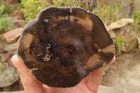 Polished Petrified Wood Branch Pieces  x 3 From Gokwe, Zimbabwe