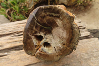 Polished Petrified Wood Branch Pieces  x 3 From Gokwe, Zimbabwe