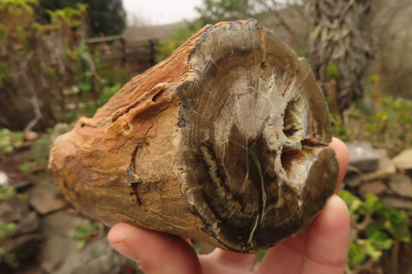 Polished Petrified Wood Branch Pieces  x 3 From Gokwe, Zimbabwe