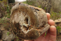 Polished Petrified Wood Branch Pieces  x 3 From Gokwe, Zimbabwe