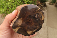 Polished Petrified Wood Branch Pieces  x 3 From Gokwe, Zimbabwe