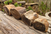 Polished Petrified Wood Branch Pieces  x 4 From Gokwe, Zimbabwe