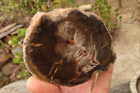 Polished Petrified Wood Branch Pieces  x 4 From Gokwe, Zimbabwe