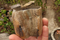 Polished Petrified Wood Branch Pieces  x 4 From Gokwe, Zimbabwe