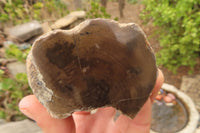 Polished Petrified Wood Branch Pieces  x 4 From Gokwe, Zimbabwe