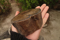 Polished Petrified Wood Branch Pieces  x 4 From Gokwe, Zimbabwe