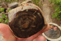 Polished Petrified Wood Branch Pieces  x 4 From Gokwe, Zimbabwe